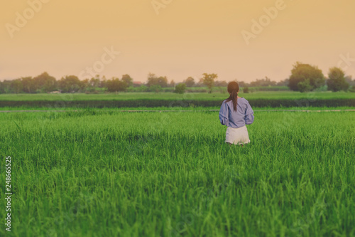Back view of young woman take a photo by smartphone in the rice