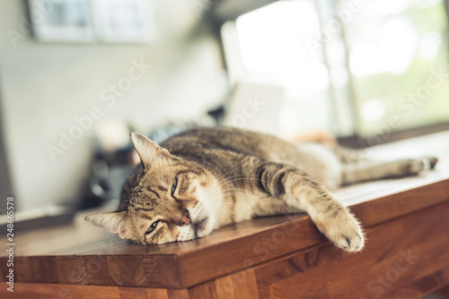 Photography cat sleeping on table