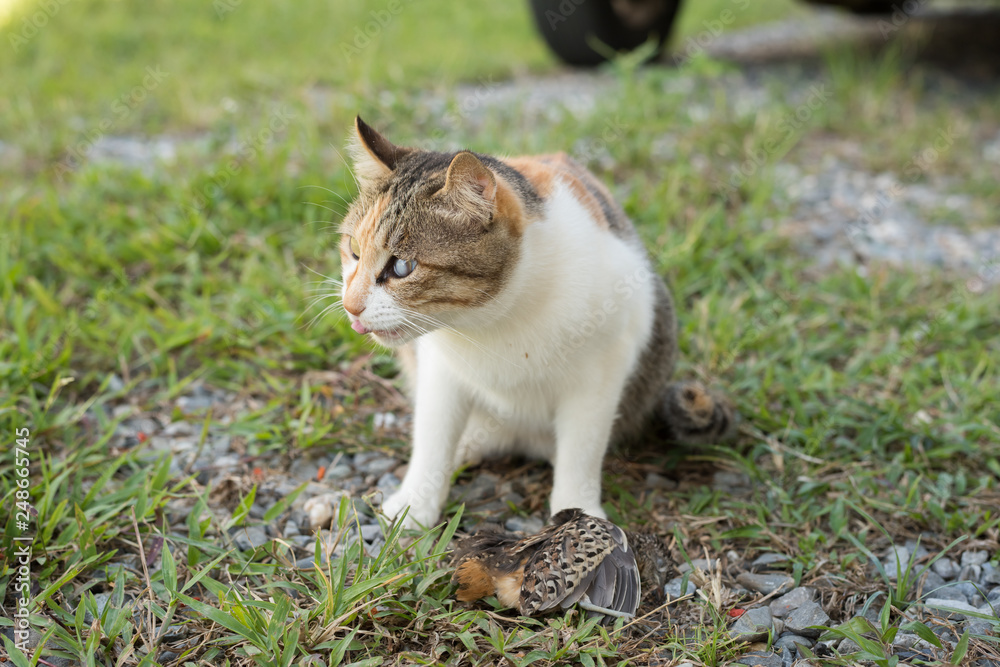 cat catch and hunting