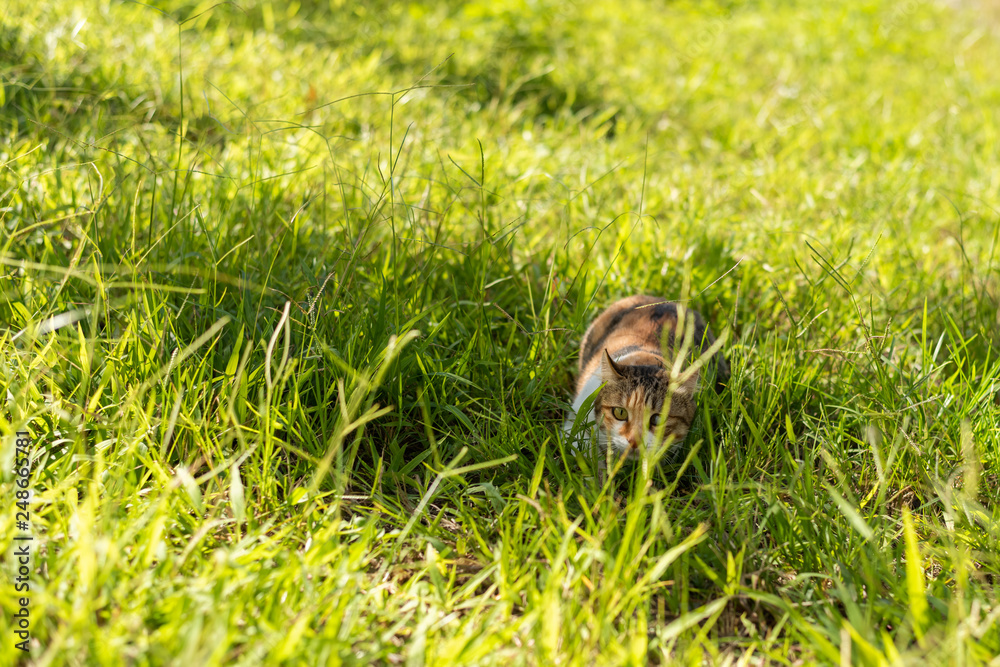 Obraz premium kitty on the grassland