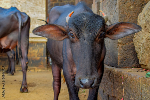 Young Indian buffalo roaming for the food in his free time