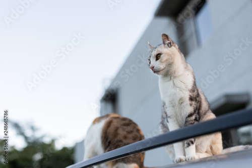 twp cat sit on a car photo