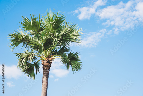 palm trees   tropical background