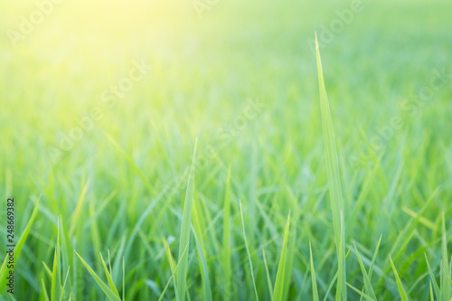 Fresh green grass. Natural green background.