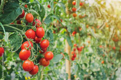 Fresh ripe red tomatoes plant growth in organic greenhouse garden ready to harvest