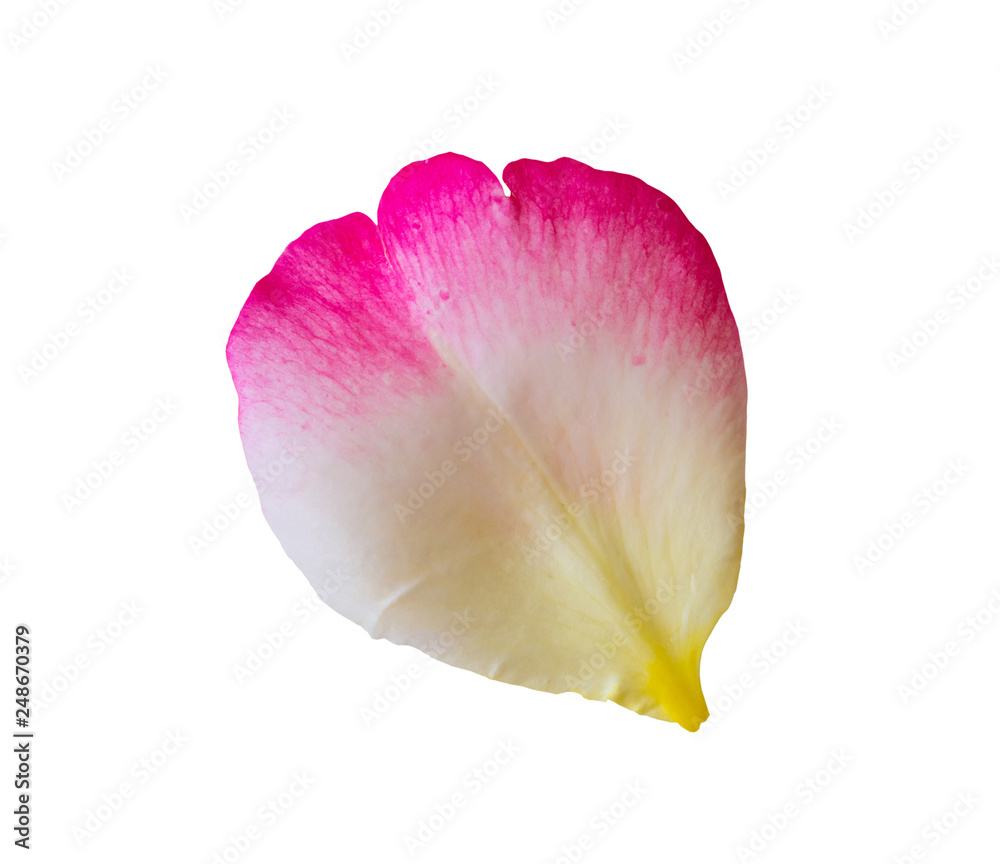 rose petals isolated on white background with clipping path