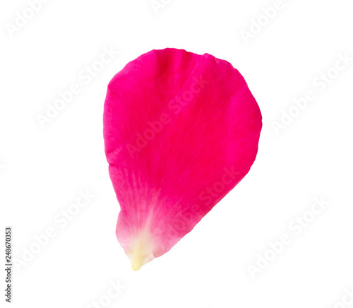Red rose petals isolated on white background with clipping path