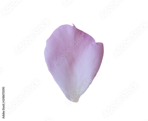 rose petals isolated on white background with clipping path