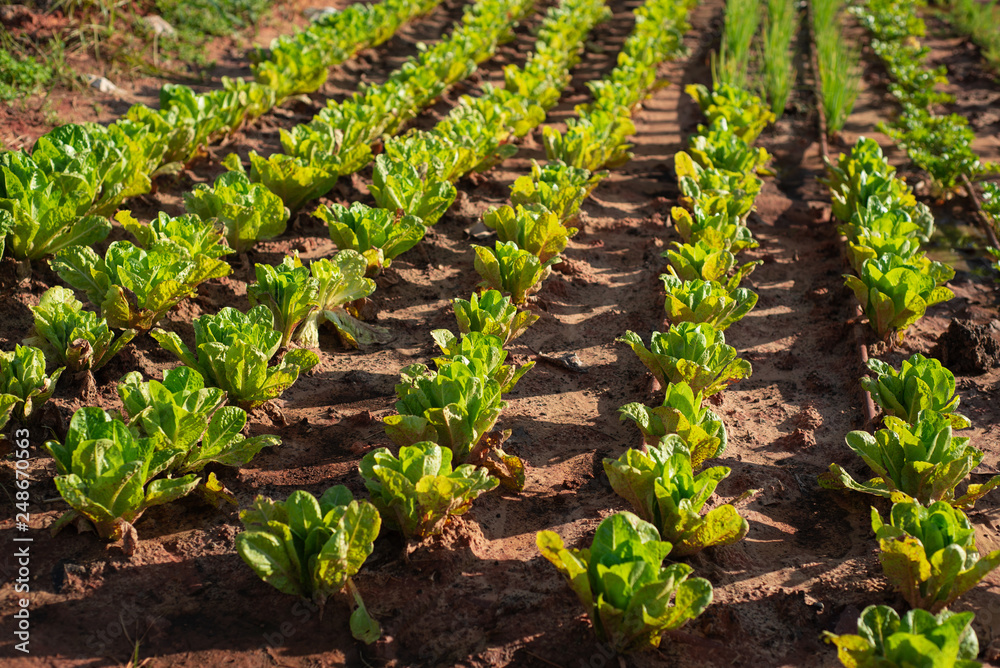 green lettuce plants on field green lettuce plants on field