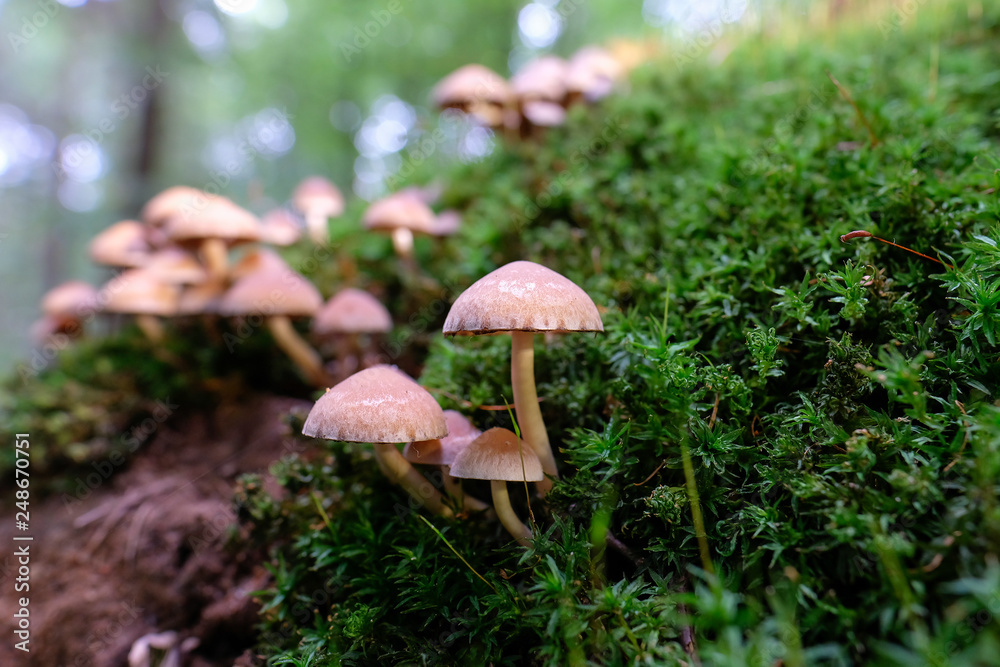 Faserlinge auf moosbedekten Totholz