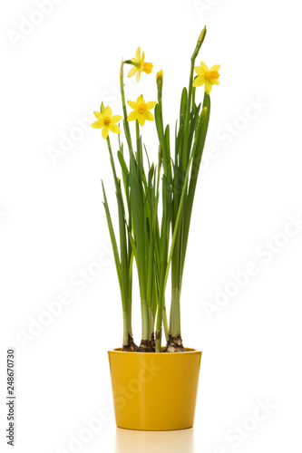 Potted daffodil flowers isolated on white background
