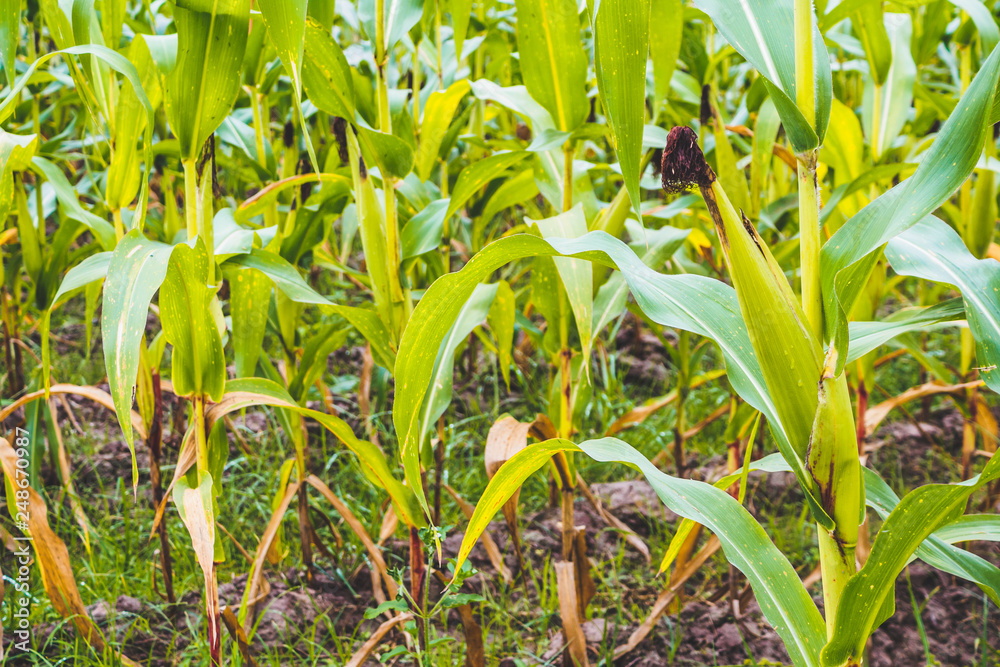 Corn plant with green leaves growth in agriculture field outdoor Corn plant with green leaves growth in agriculture field outdoor
