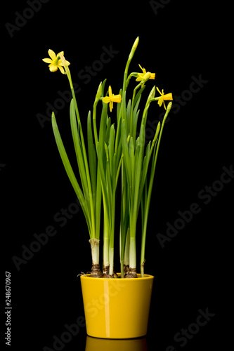 Potted daffodlis on black background