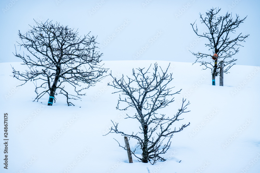Obraz premium bare trees in winter