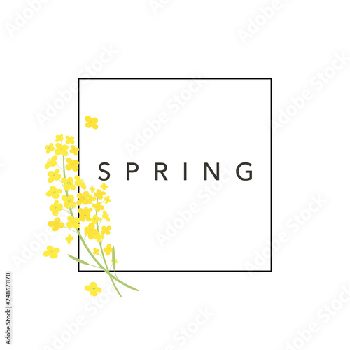 菜の花　背景イラスト