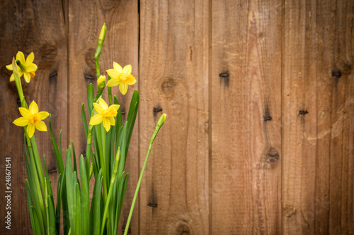 Daffodils with rustic wooden background