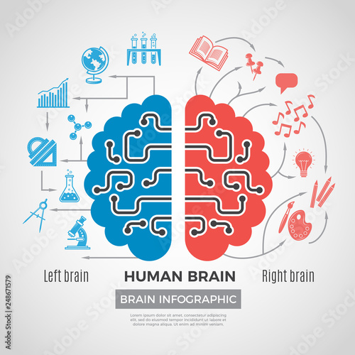 Brain silhouette infographic. Creative thinking learning processes in people brain vector picture business symbols. Brain infographic left and right halves illustration