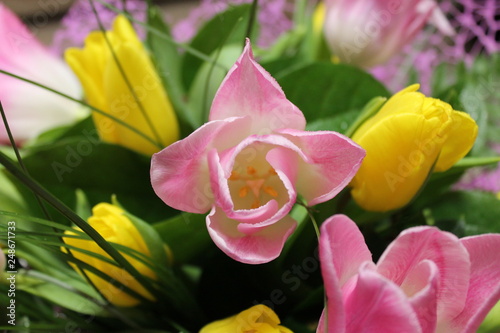 Fototapeta Naklejka Na Ścianę i Meble -  Spring tulips for lovely girl