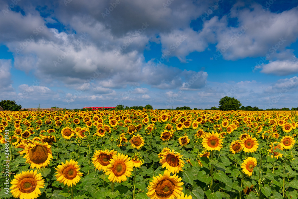 Obraz premium Vibrant sunflowers in the field in a sunny day in summer