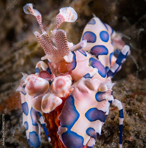 Harlequin Shrimp underwater, Ambon, Indonesia photo