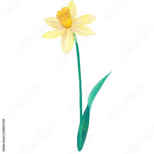 Narcissus. Yellow flower. Watercolor hand drawn illustration. Isolated on white background.