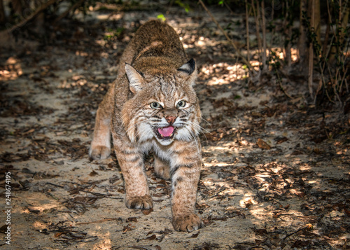 Bobcat