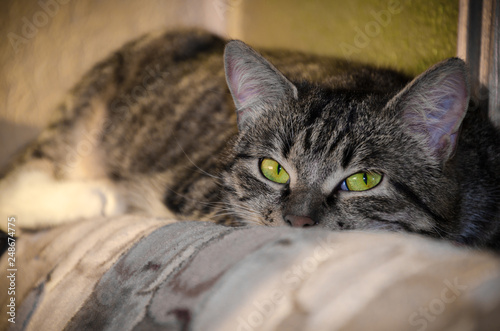 Lying cat on the couch