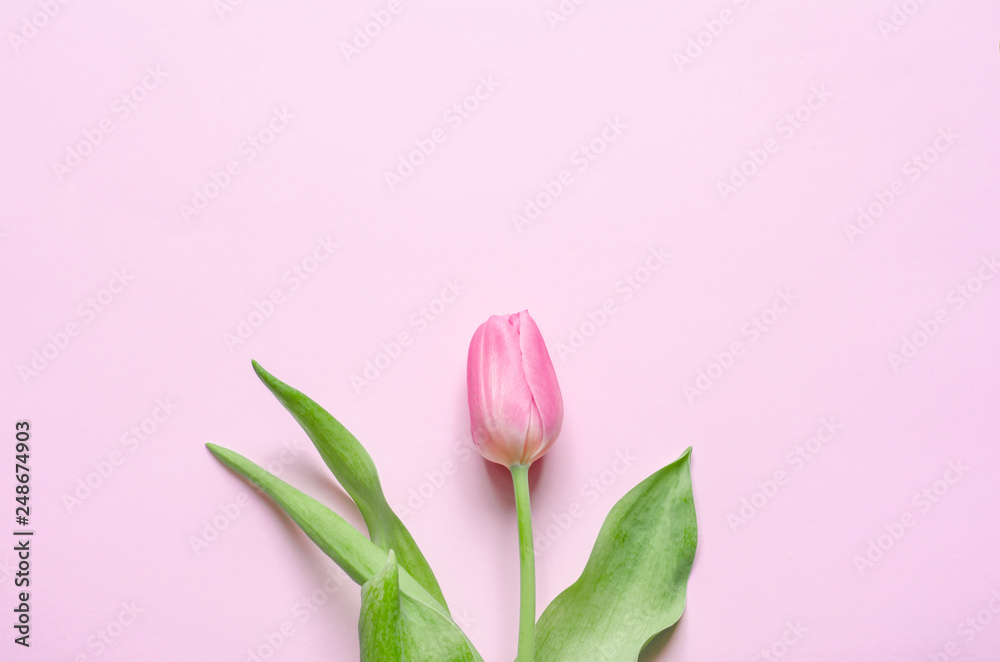 Pink tulip on the pink background. Flat lay, top view. Pink tulip on the pink background. Flat lay, top view.