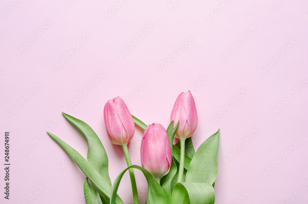 Pink tulips on the pink background. Flat lay, top view. Pink tulips on the pink background. Flat lay, top view.