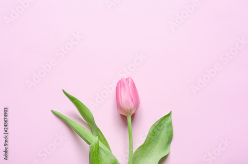 Pink tulip on the pink background. Flat lay, top view. © Carpentry