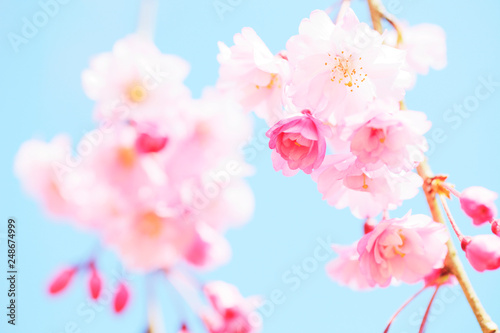 八重紅枝垂桜　クローズアップ　つぼみ　埼玉県　上尾市　日本