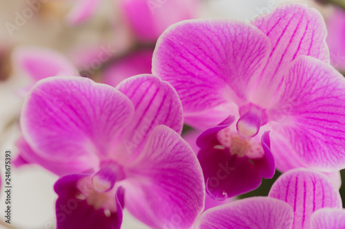 retty Blooming Purple Orchid flower - Image.
