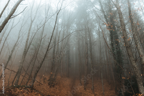 fog in a fabulous mountain forest