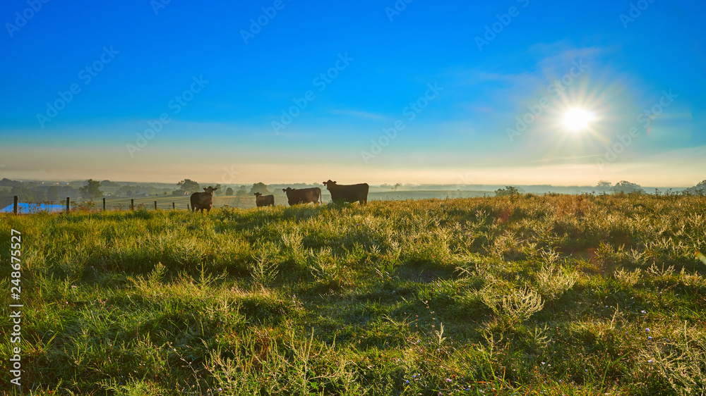 Cows at Sunrise