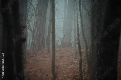 roe deer in a foggy forest