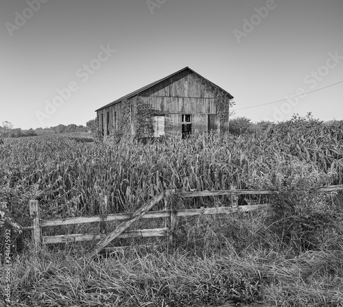 Ivy Covered Barn in a Corn Field, KY photo