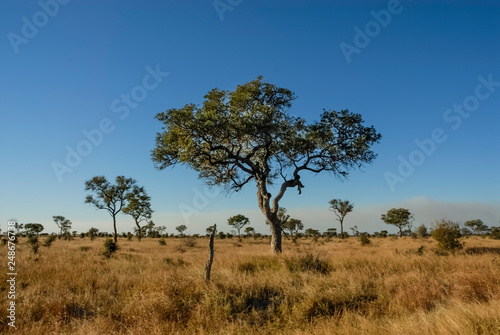 African savannah landscape © foto4440