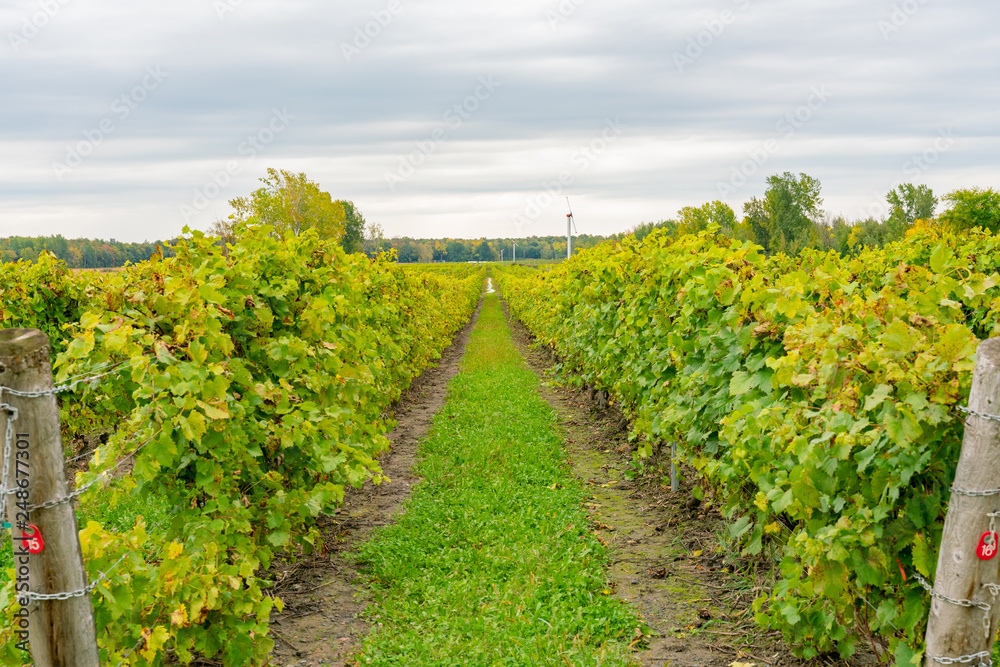 Naklejka premium Grape vineyard in a winery