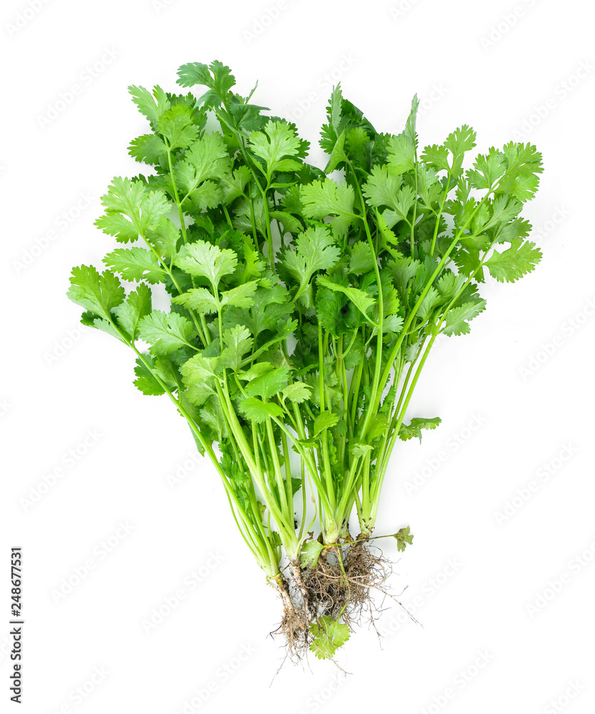 fresh coriander leaves over white background fresh coriander leaves over white background