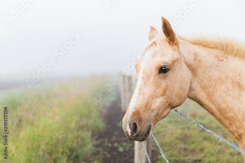 Horse looks over fence in morning fog.
