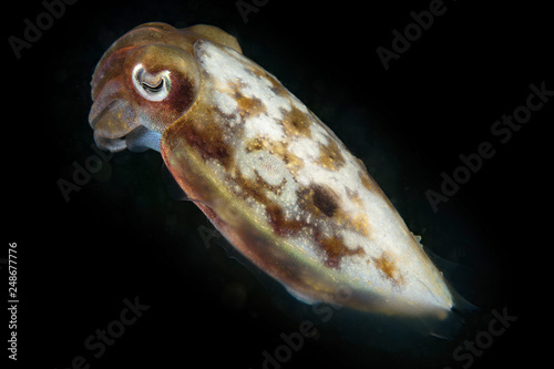 Squid closeup underwater, Indonesia