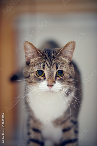 Fototapeta Naklejka Na Ścianę i Meble -  Portrait of an ordinary striped cat.
