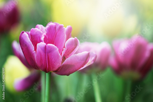 Soft light spring flowers  Purple tulip flowers background  Selective focus.