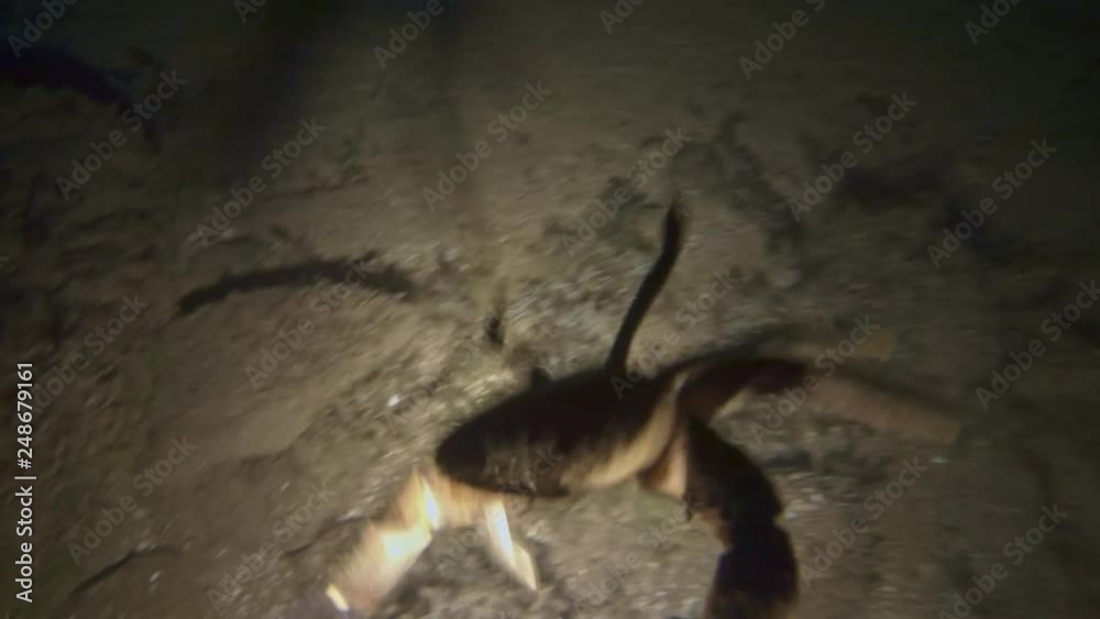 Crab in the night sea illuminated by an underwater lamp