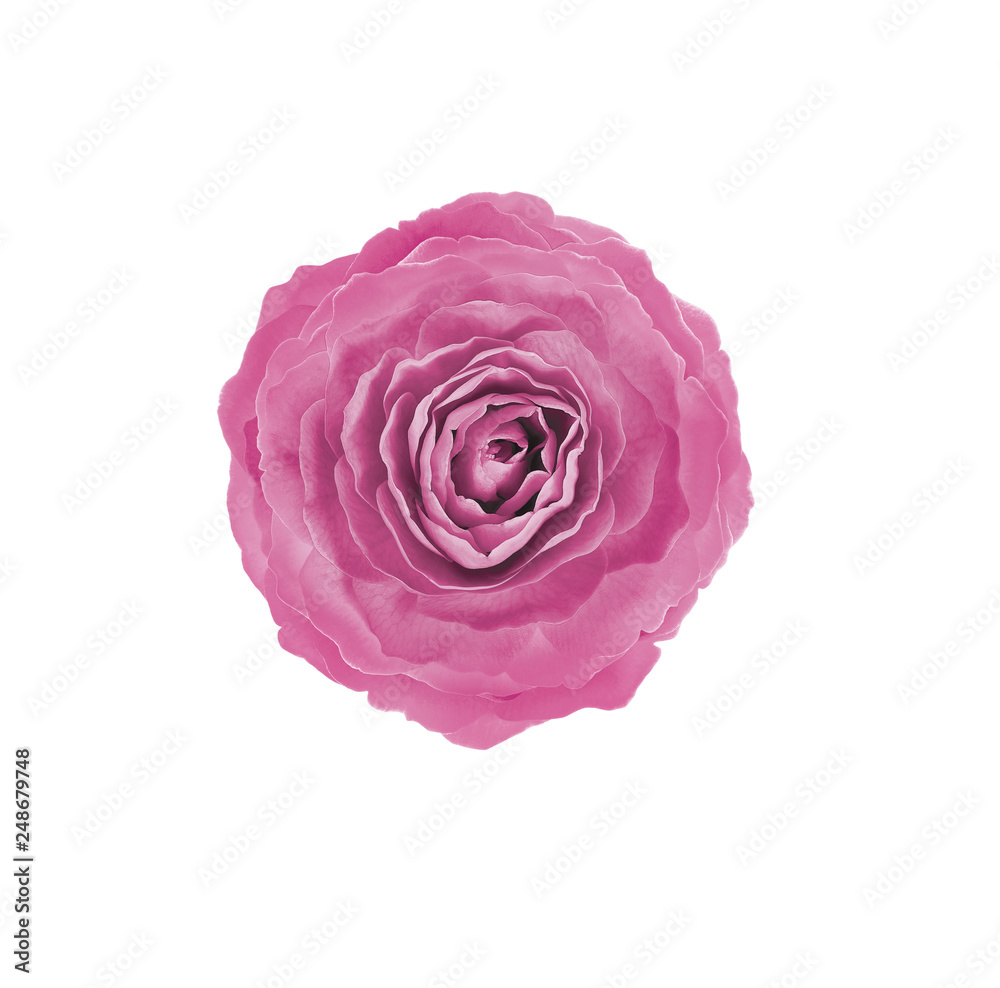 FLOWER OF PINK ROSE ON WHITE BACKGROUND 1 FLOWER OF PINK ROSE ON WHITE BACKGROUND 1