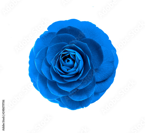 FLOWER OF BLUE PEONY ON WHITE BACKGROUND