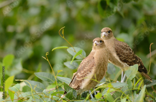 Chimango Milvago. Couple of chicks in their nest. photo