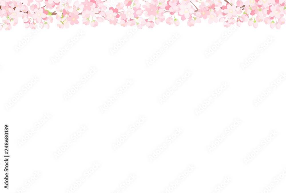 桜　背景イラスト