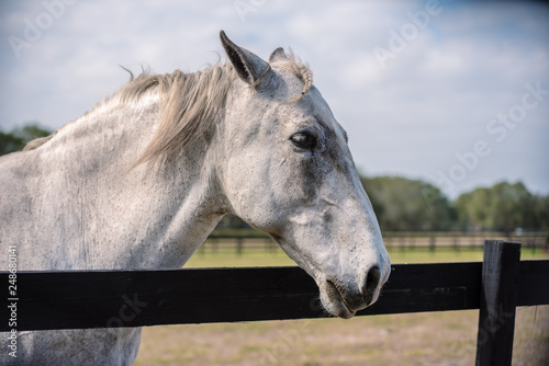 portrait view of horse © Jessica