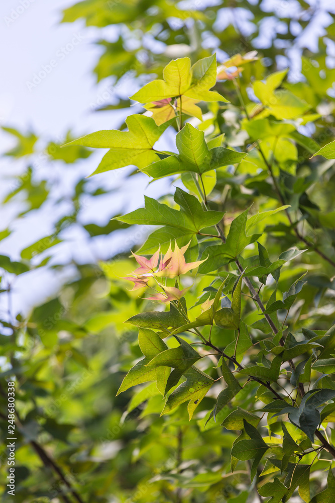 green leaves of tree